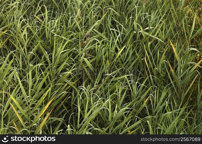 Close-up of overgrown grass and weeds in Tuscany, Italy.