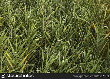 Close-up of overgrown grass and weeds in Tuscany, Italy.