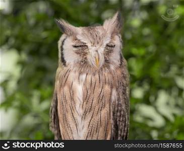 Close up of owl bird standing isolated on nature tree background. Animal.