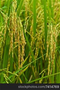 Close-up of paddy field