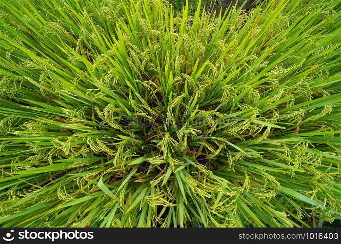 Close up of paddy fresh rice, green agricultural field. pattern surface texture. Close-up of crops material in natural environment background. Top view.