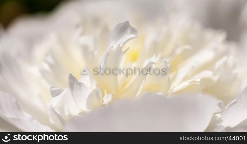 Close up of pale peony flower.. Close up of pale peony flower. Macro photo with shallow depth of field. Abstract natural background.