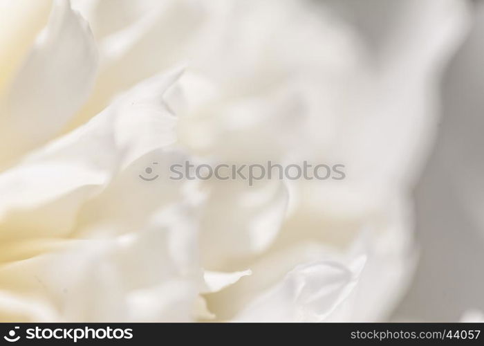 Close up of pale peony flower.. Close up of pale peony flower. Macro photo with shallow depth of field. Abstract natural background.