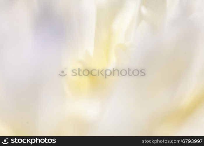 Close up of pale peony flower.. Close up of pale peony flower. Macro photo with shallow depth of field. Abstract natural background.