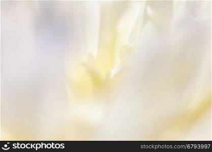 Close up of pale peony flower.. Close up of pale peony flower. Macro photo with shallow depth of field. Abstract natural background.