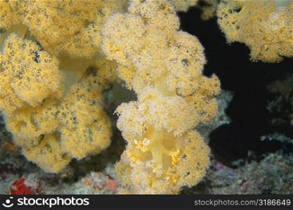 Close-up of Pale Yellow Soft Coral underwater, Maldives