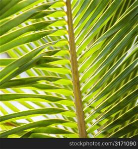 Close up of palm frond.