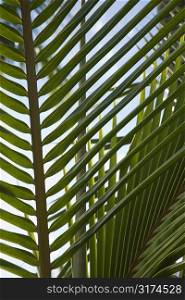 Close up of palm frond against blue sky in Maui, Hawaii, USA.