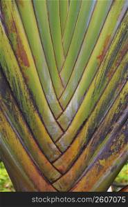 Close-up of Palm leaves