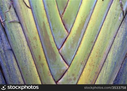 Close up of palm leaves and trunk