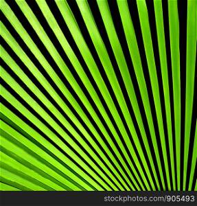 Close up of palm leaves on texture background.