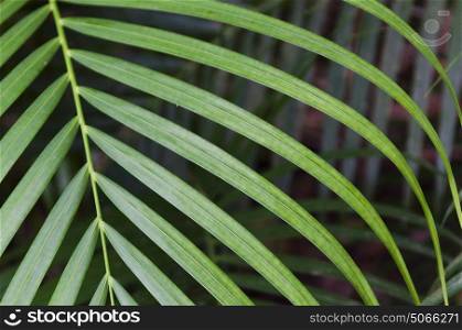 Close-up of palm leaves, Yelapa, Jalisco, Mexico