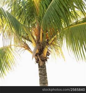 Close-up of palm tree.