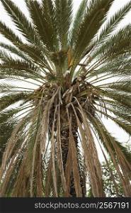 Close-up of Palm tree.