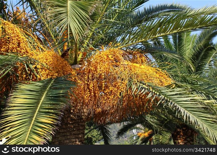 close up of palm tree with seeds