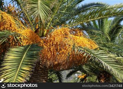 close up of palm tree with seeds