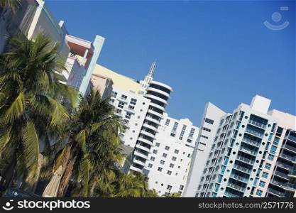 Close-up of palm trees in front of buildings, Miami, Florida, USA