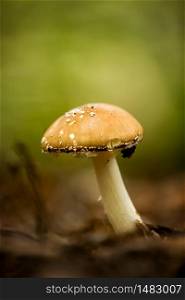 Close up of panther cap(Amanita Pantherina) mushroom