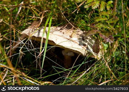 Close up of Parasol Mushroom (Macrolepiota Procera) growing in lush grass -