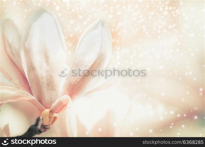 Close up of pastel colors magnolia flower . Springtime nature background