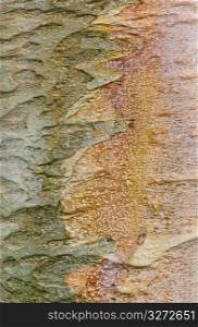 Close up of patterned, textured tree bark