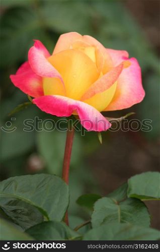 Close up of peachy pinky rose