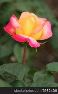 Close up of peachy pinky rose