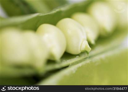 Close-up of peas in a pod