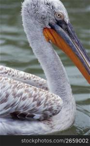 Close up of pelican in water