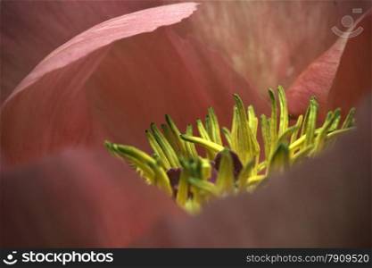 close up of peony with stamen