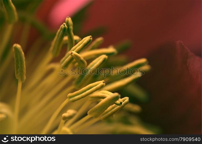close up of peony with stamen