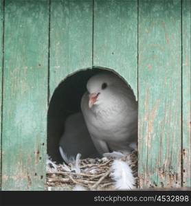 Close-up of pigeon in a pigeon coop, Positano, Amalfi Coast, Salerno, Campania, Italy