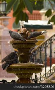 Close-up of pigeons on a fountain, Mexico