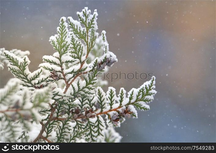 Close Up Of Pine Branch On A Snowing Day