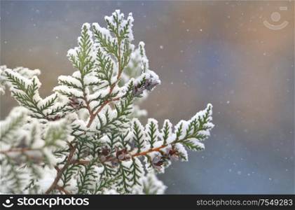 Close Up Of Pine Branch On A Snowing Day