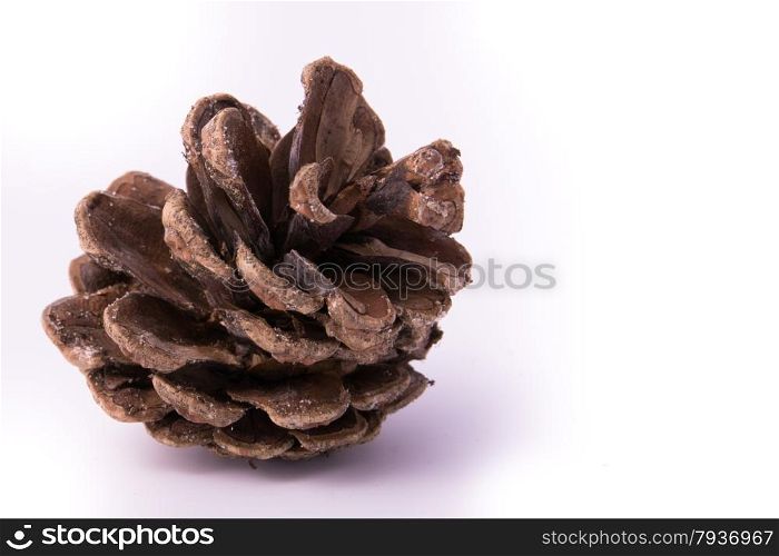 close up of pine cone on isolated white