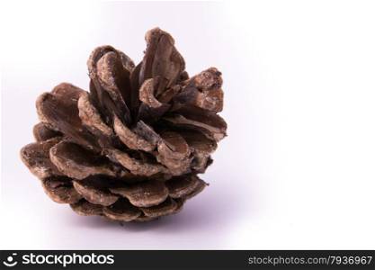 close up of pine cone on isolated white