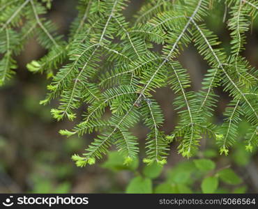 Close-up of pine needles Lake Of The Woods, Ontario, Canada