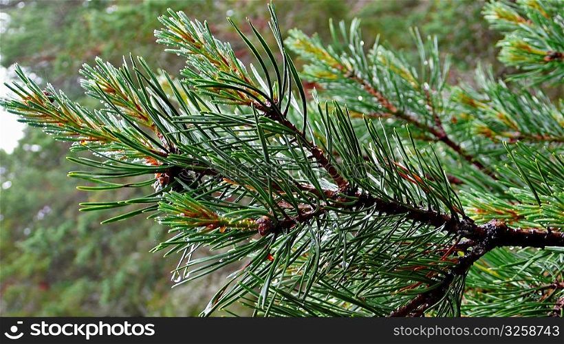 Close-up of pine tree branch.