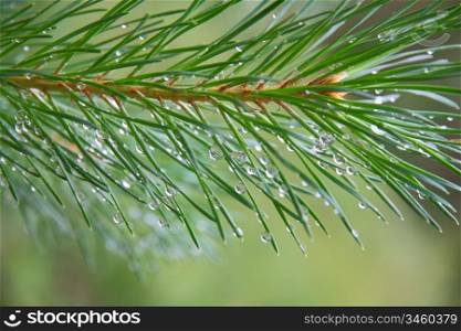 Close up of Pine tree branch spruce dew