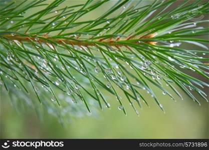 Close up of Pine tree branch spruce dew