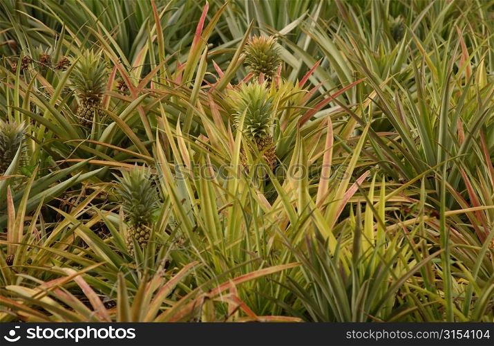 Close-up of pineapple bushes, Moorea, Tahiti, French Polynesia, South Pacific