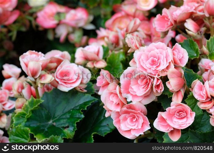 Close up of pink begonia flower blooming in garden spring nature outdoor background, Flower in nature