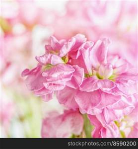 Close up of pink blooming flower petal at blurred floral background. Beautiful spring and summer nature. Front view.
