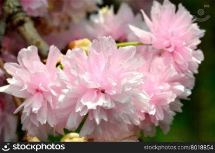 Close up of pink blossoms with blurred background, shown in Gardens by the Bays, Singapore&#xA;