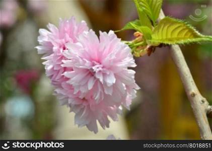 Close up of pink blossoms with blurred background, shown in Gardens by the Bays, Singapore