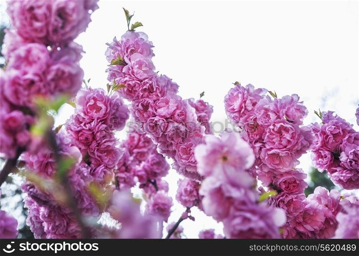 Close-up of pink cherry blossoms.