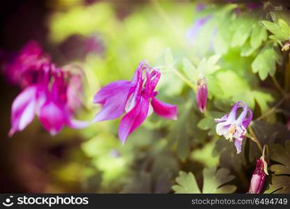 Close up of pink columbine flowers in garden