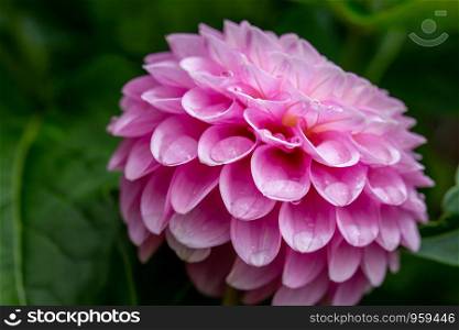 Close up of pink Dahlia (Asteroideae) covered in waterdrops