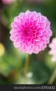 Close up of Pink Dahlia flowers on blurry background